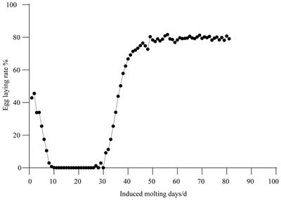 Enhancing laying performance and immunity via probiotic and vitamin additives during induced molting